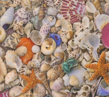 Load image into Gallery viewer, Moda Fabrics - Saltwater - Shells  - 1/2 YARD CUT
