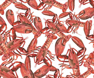 Blank Quilting - Seaside Boil - Lobster Allover - 1/2 YARD CUT