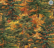 Load image into Gallery viewer, Northcott - Autumn Woodland Naturescapes - Trees - 1/2 YARD CUT
